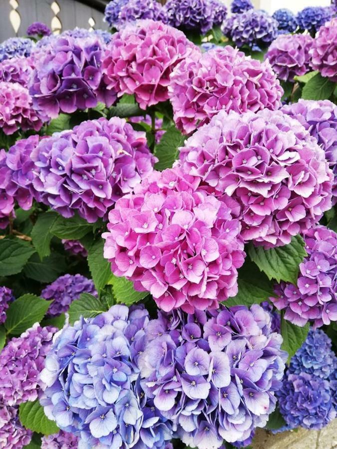 Hortensia - - - Apartment *